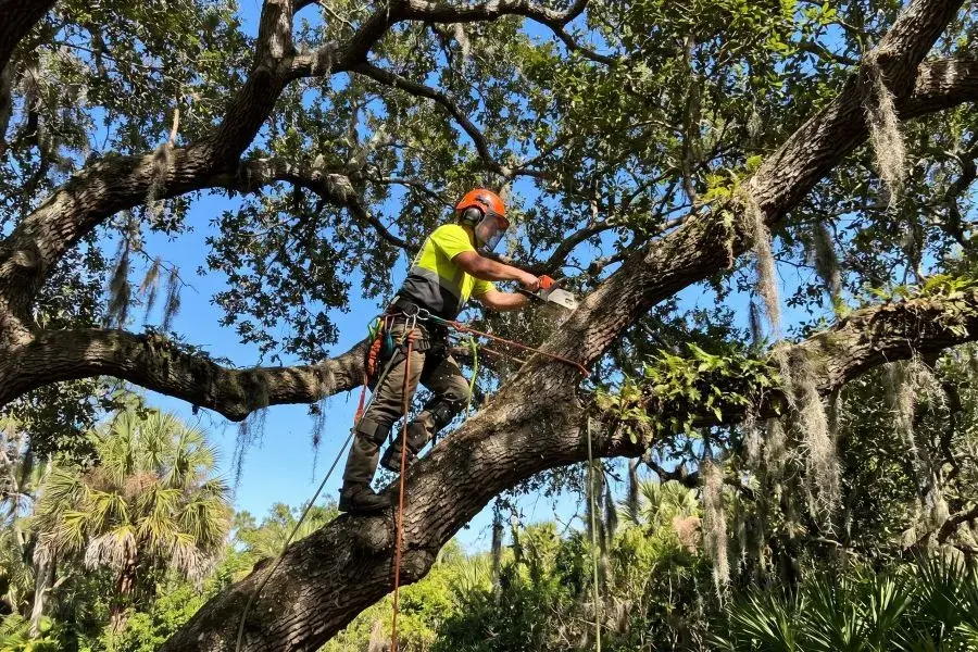 Climber in a helmet and harness trimming a live oak limb with a chainsaw